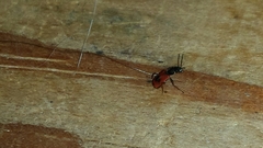 Anthocomus equestris