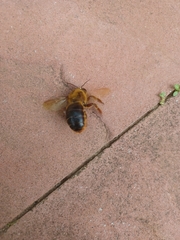 Xylocopa tranquebarica