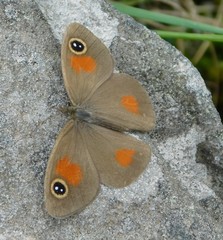 Stygionympha wichgrafi wichgrafi