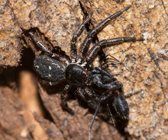 Tharpyna campestrata