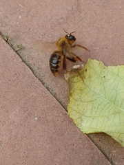 Xylocopa tranquebarica
