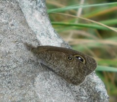 Stygionympha wichgrafi wichgrafi