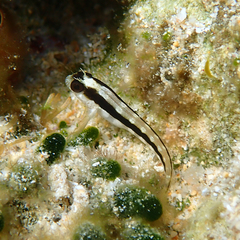 Parablennius serratolineatus