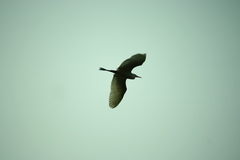 Bubulcus ibis