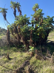 Melianthus