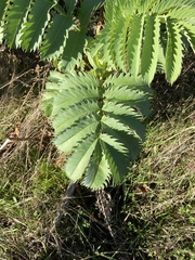 Melianthus