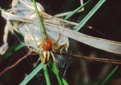Cheiracanthium punctorium