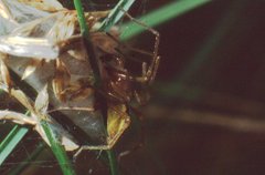Cheiracanthium punctorium
