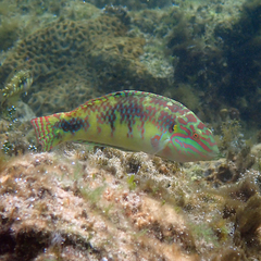 Halichoeres margaritaceus