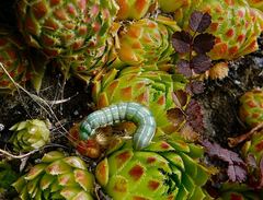 Ichneutica virescens