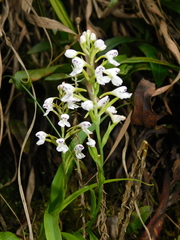 Disa saxicola