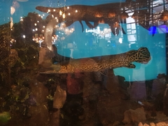 Atractosteus spatula