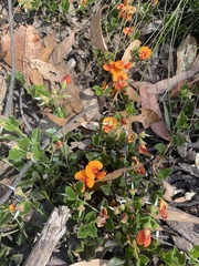 Podolobium procumbens