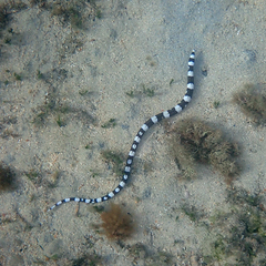 Leiuranus versicolor