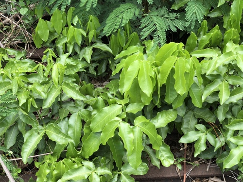 Melicoccus bijugatus - Leaves