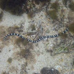 Leiuranus versicolor