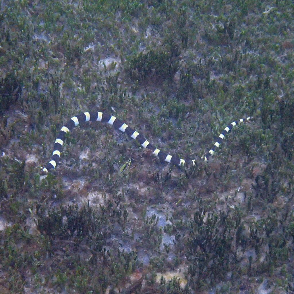 Saddled Snake-eel