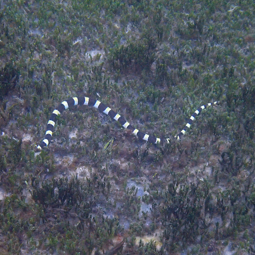 Saddled Snake-eel