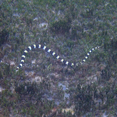 Leiuranus semicinctus