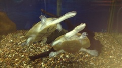 Chelodina steindachneri