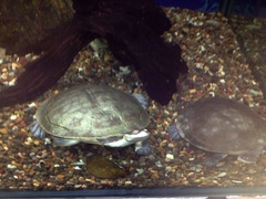 Chelodina steindachneri