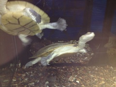 Chelodina steindachneri