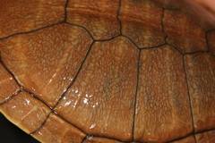 Chelodina steindachneri