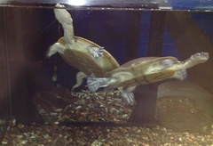 Chelodina steindachneri