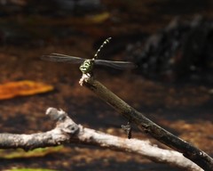 Ictinogomphus paulini