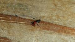 Anthocomus equestris