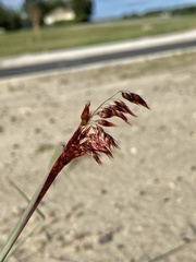 Melinis repens image