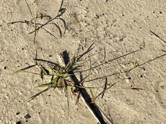 Melinis repens image