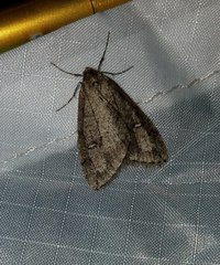 Paleacrita merriccata