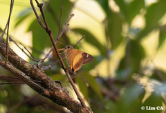 Hasora schoenherr chuza