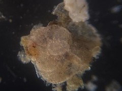 Cibicidoides variabilis