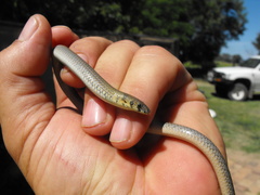 Delma plebeia