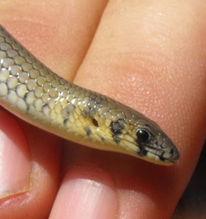 Delma plebeia