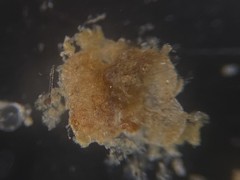 Cibicidoides variabilis