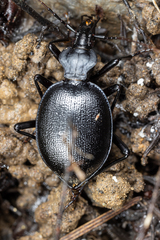 Scaphinotus ventricosus