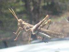 Macrolopholia