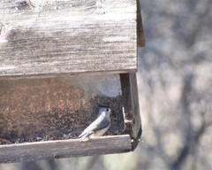 Baeolophus bicolor × atricristatus