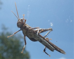 Macrolopholia