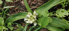 Ornithogalum lanceolatum