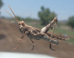 Macrolopholia