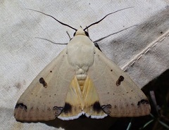 Ophiusa parcemacula
