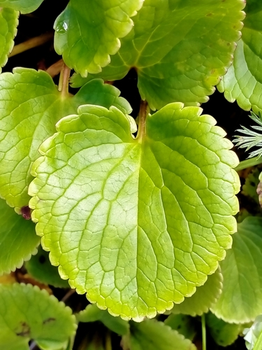 Image of Ourisia macrocarpa by (c) Heidi Meudt, some rights reserved (CC BY)