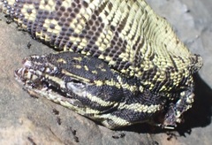 Varanus acanthurus