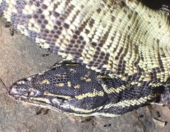 Varanus acanthurus