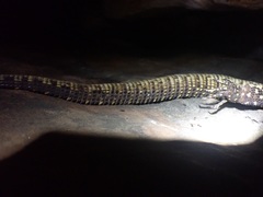 Varanus acanthurus