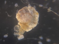 Cibicides advenum